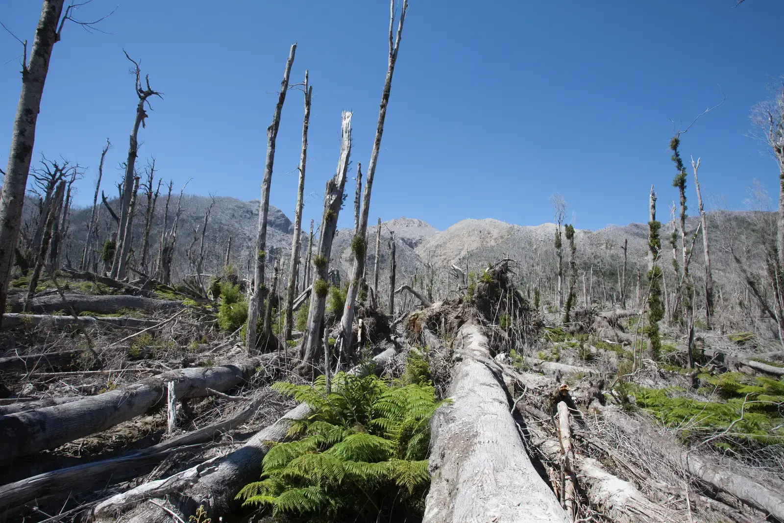Dead or Neglected Trees: Silent Policy Killers (Image Credits: Wikimedia)