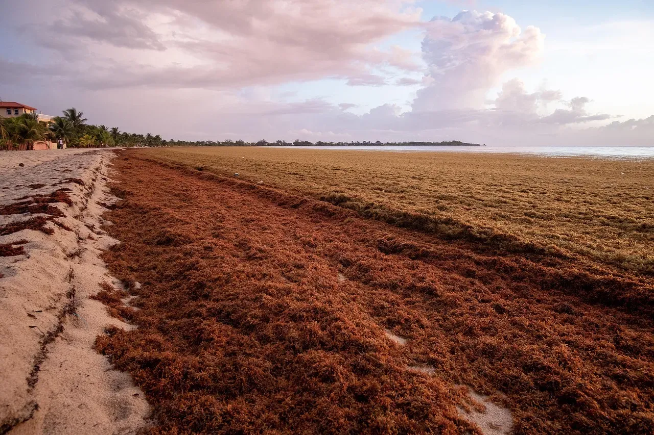 The Sargassum Problem Makes Beaches Unusable (Image Credits: Pixabay)