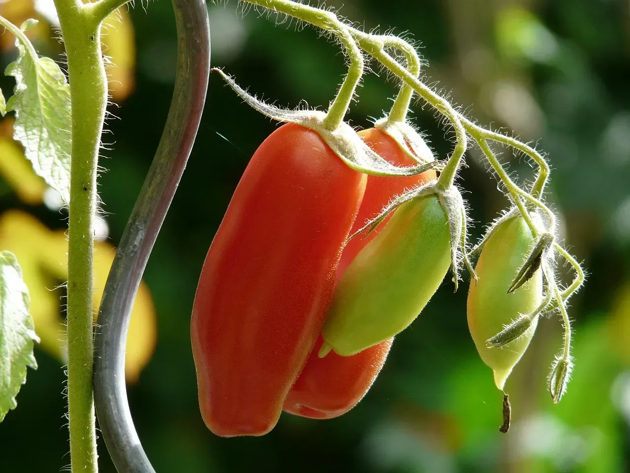 Traditional Breeding vs. Genetic Engineering (Image Credits: Pixabay)