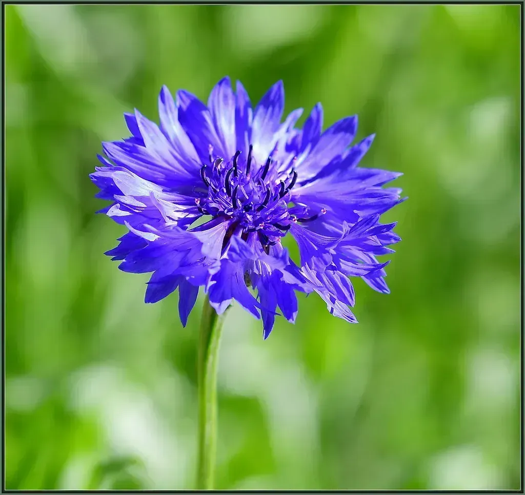 National Parks and Federal Lands Treat Flower Picking as a Federal Offense (Image Credits: Flickr)