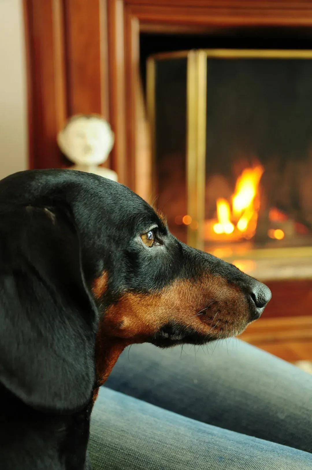 Using Space Heaters and Fireplaces Without Pet-Proofing (Image Credits: Unsplash)