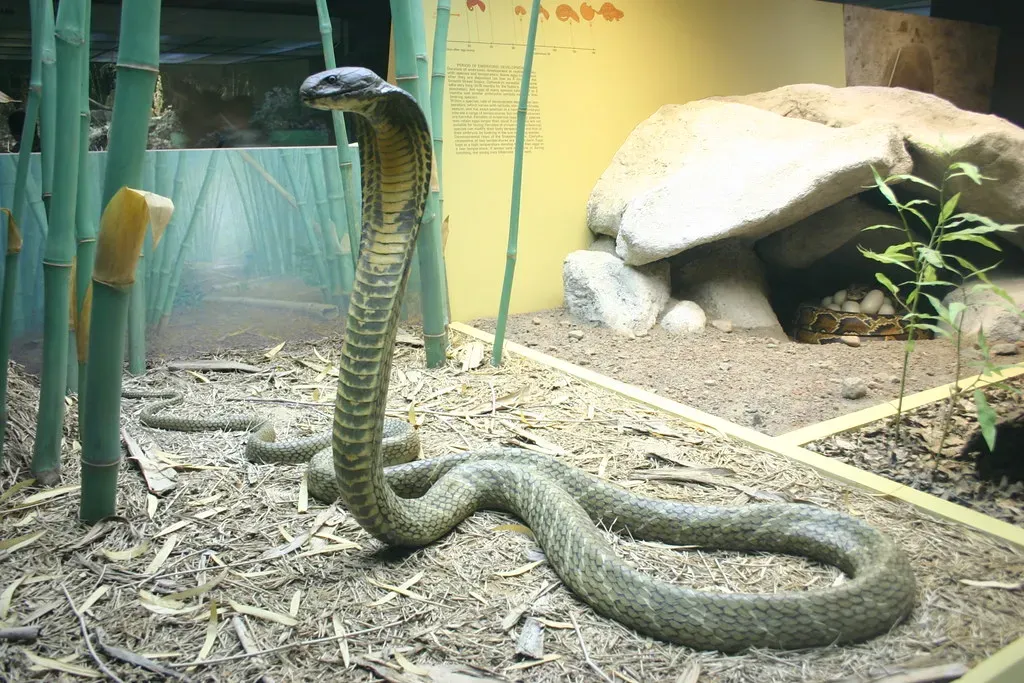 The Only Snake That Builds a Nest (Image Credits: Flickr)