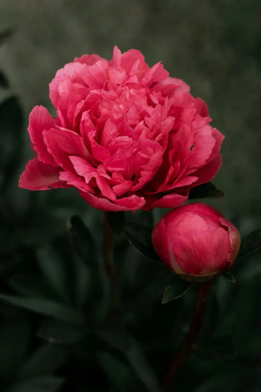 3. Peonies: Their Summer Silence Is Not an Invitation to Intervene (Image Credits: Unsplash)