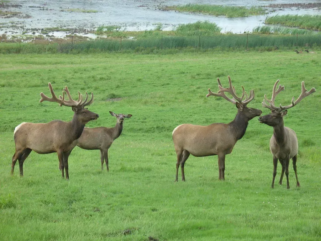 Elk: Majestic But Moody Herbivores (Image Credits: Flickr)