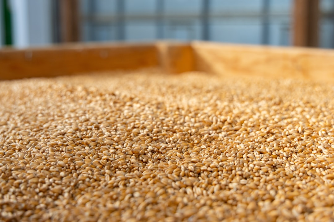 Japan's Consistent Wheat Import Strategy (Image Credits: Unsplash)