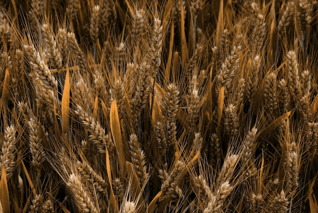 Italy's European Wheat Import Hub (Image Credits: Unsplash)