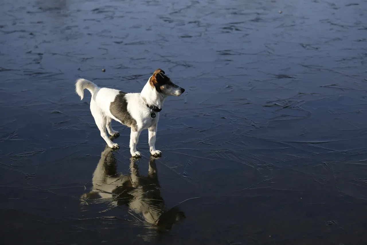 Letting Pets Walk on Frozen Lakes and Ponds (Image Credits: Pixabay)