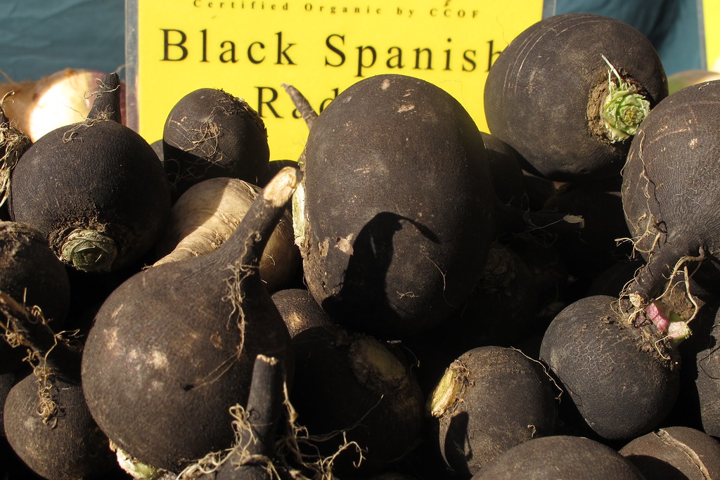 Black Spanish Radishes: Winter's Hidden Vitamin Vault (Image Credits: Flickr)
