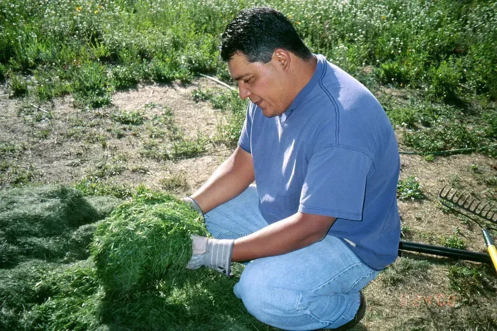 5. Leaving Thick Clumps of Clippings on the Lawn (Image Credits: Flickr)