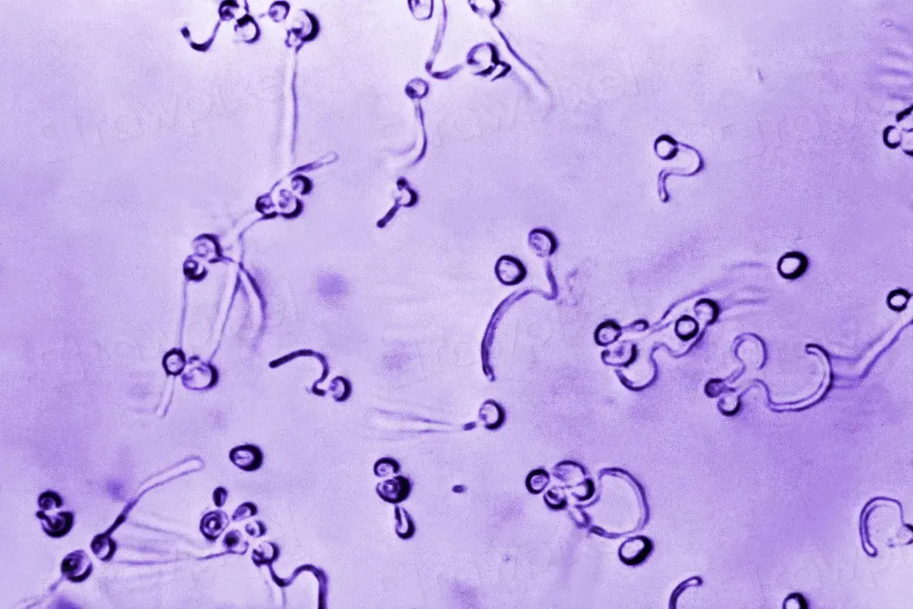The Science Behind the Bacteria That Survives Cooking (Image Credits: Rawpixel)