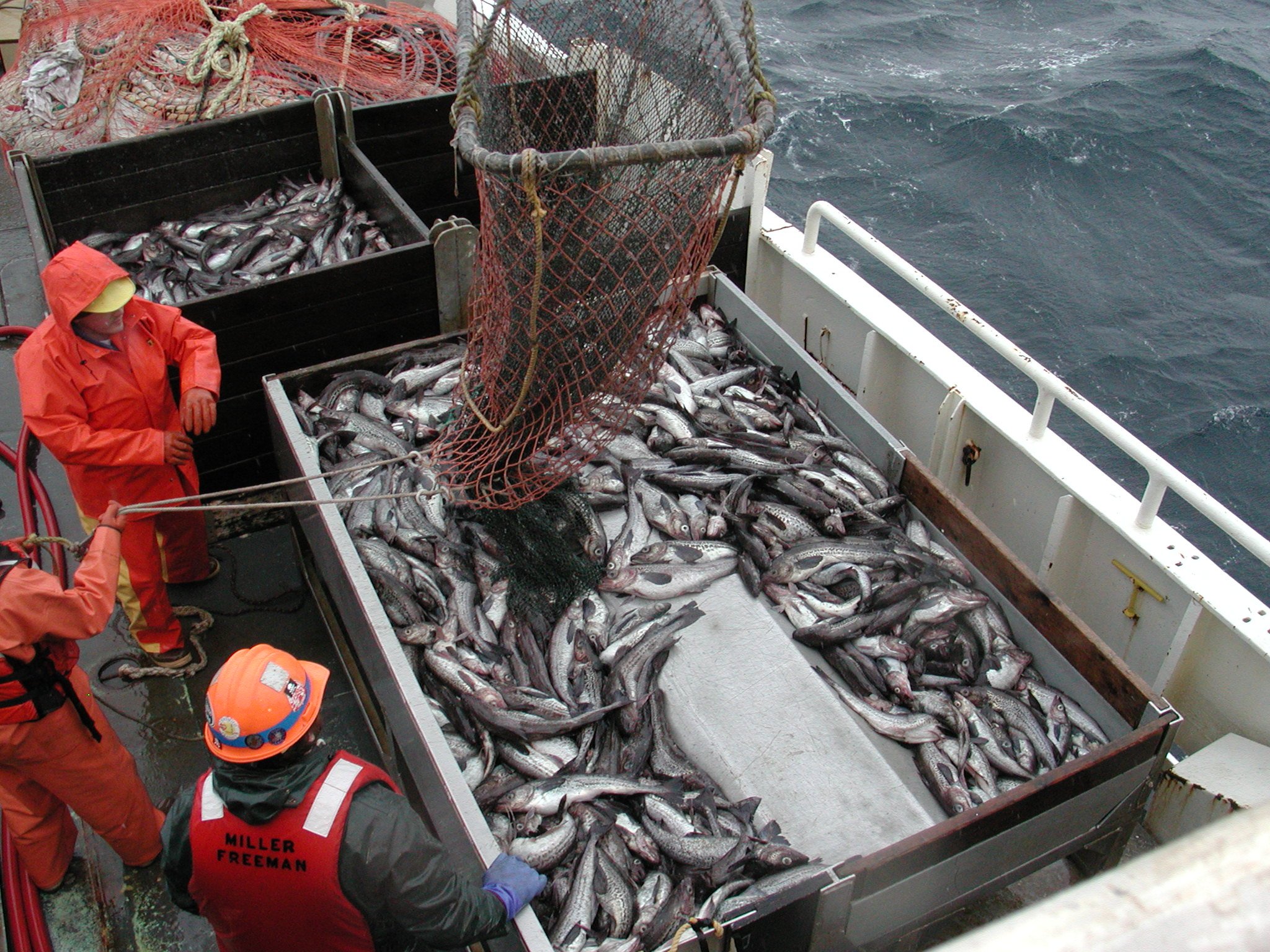 The Invisible Crisis Under Our Seas (image credits: wikimedia)