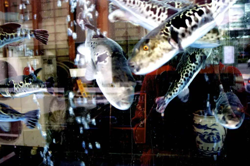 Why Risk It All for One Fish? (Image Credits: Flickr)
