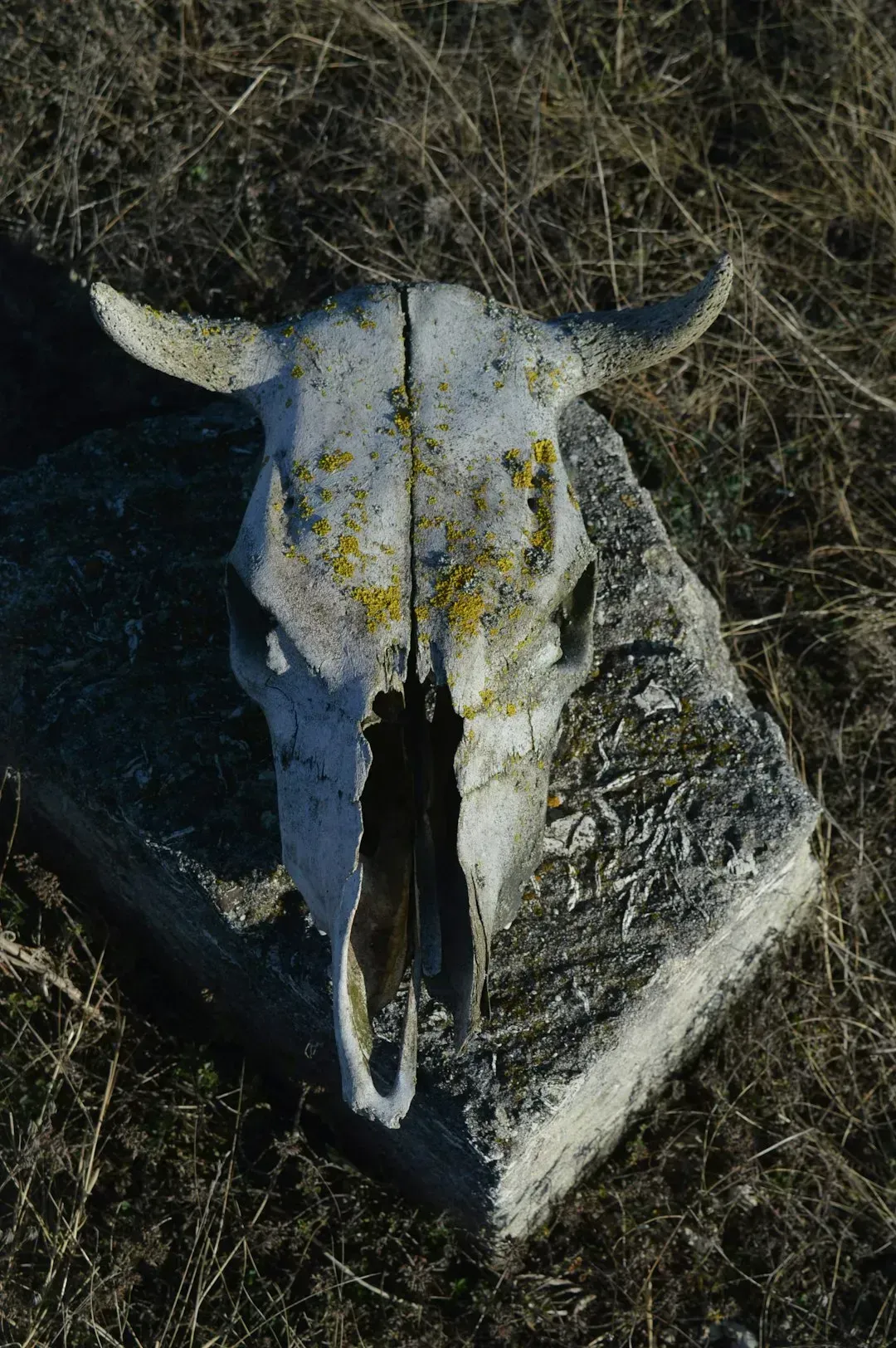 5. Large Dead Animals and Livestock (Image Credits: Unsplash)