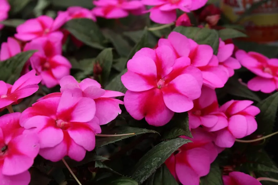 6. Impatiens: Pretty Annuals With Shockingly Shallow Roots (Image Credits: Unsplash)