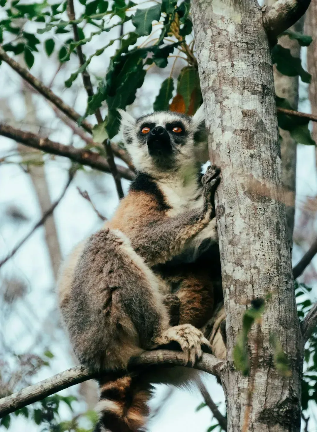 Madagascar: Extreme Poverty And Rare Nature Side By Side (Image Credits: Unsplash)