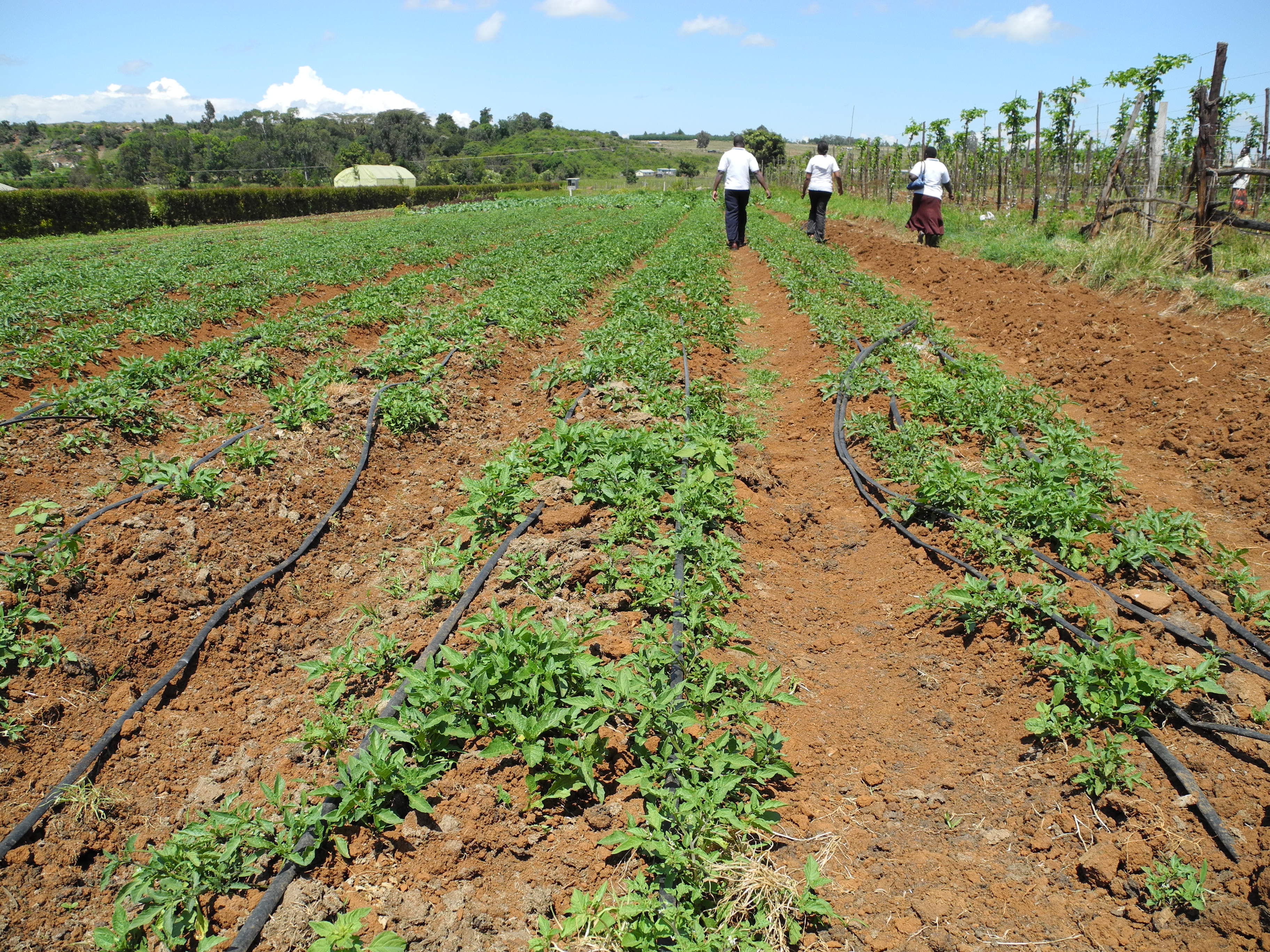 Germany Leads in Organic Agriculture and Policy Integration (Image Credits: Wikimedia)