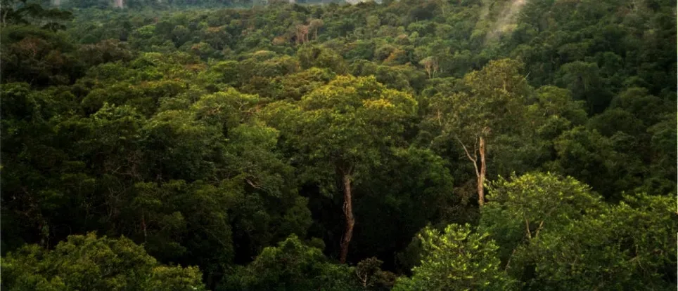 1. The Amazon's Hidden Interior: Where Cloud Cover and Canopy Defeat the Camera (Image Credits: Wikimedia)