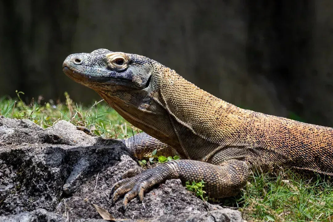 The Komodo Dragon (Image Credits: Unsplash)