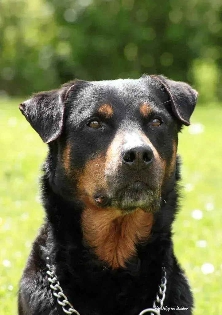 Rottweilers (Image Credits: Flickr)