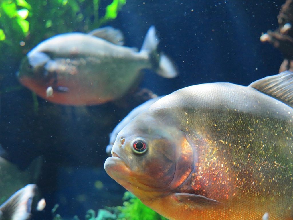 Piranhas: Not the Flesh-Stripping Frenzy Fish (Image Credits: Rawpixel)