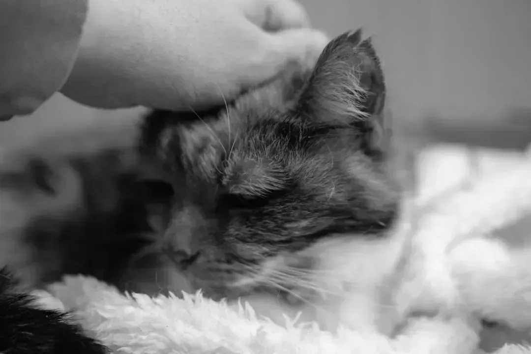 7. Gentle, Respectful Touch (Image Credits: Gallery Image)