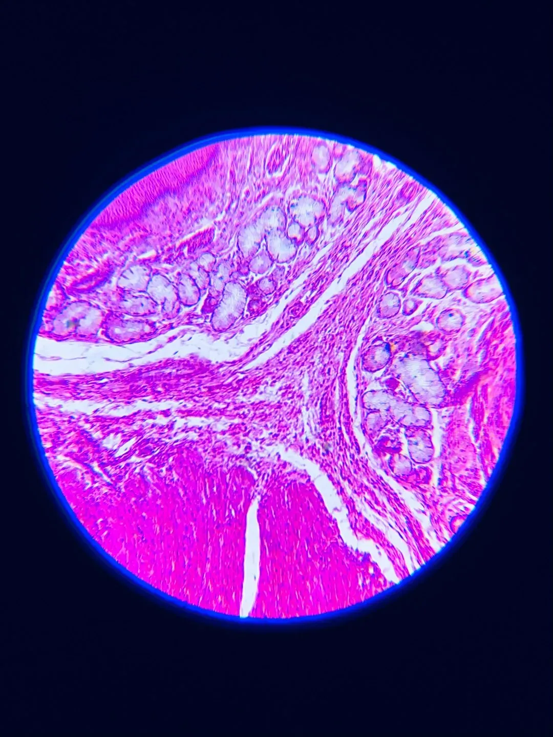 Invisible Creatures Causing Disease (Image Credits: Unsplash)