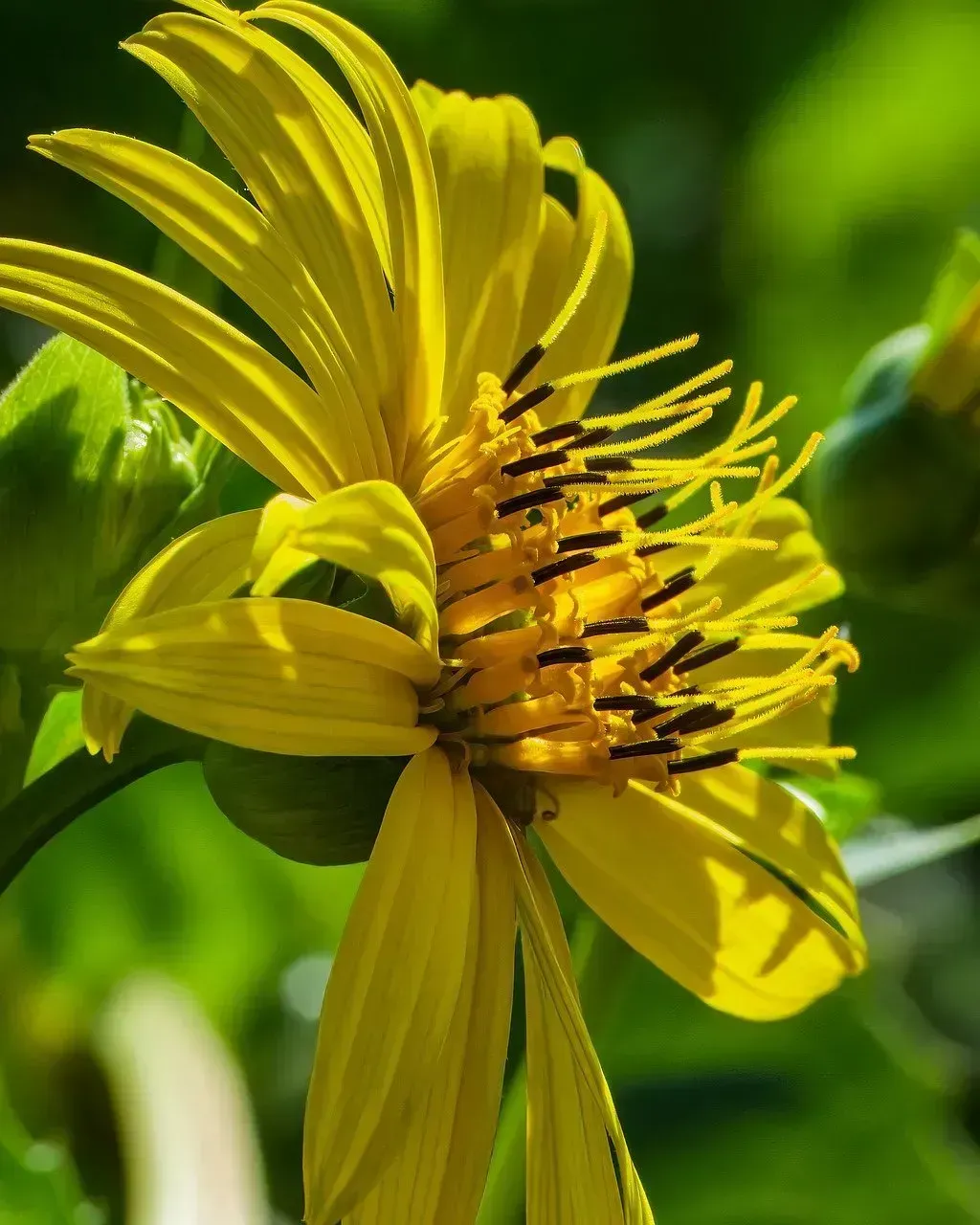 Silphium: The Plant Romans Harvested to Extinction (Image Credits: Pixabay)