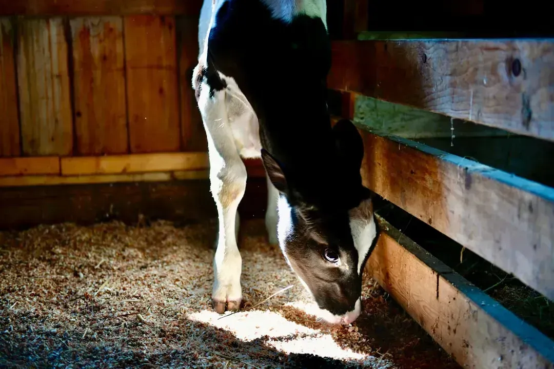 rBGH: The Dairy Hormone Nobody Else Uses (Image Credits: Unsplash)