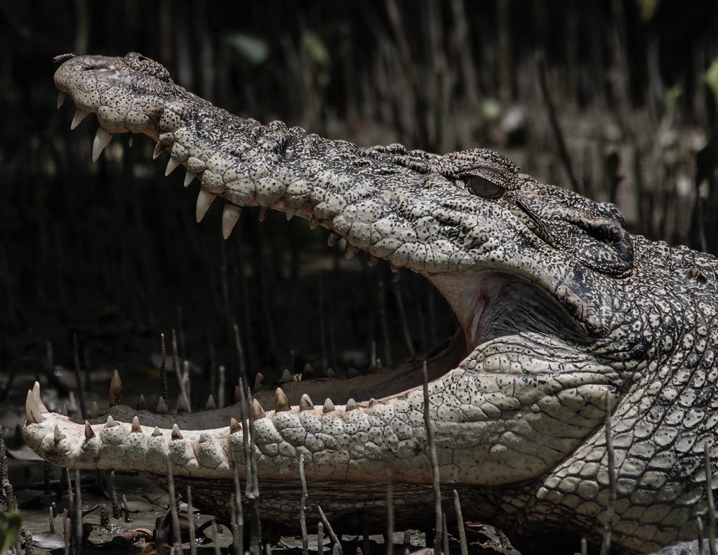 8. Crocodiles and Alligators (Image Credits: Flickr)