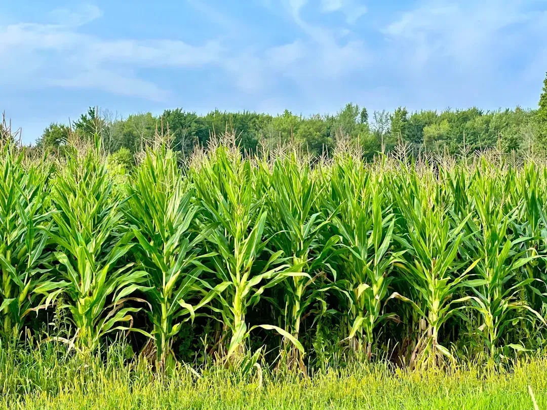 Corn and Produce Sprayed With Atrazine (Image Credits: Unsplash)