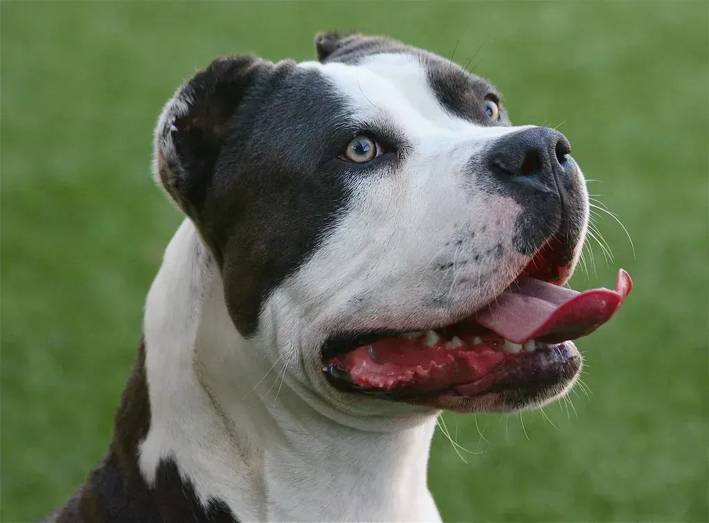 2. Pets Euthanized with Barbiturates (typaldos, Flickr, CC BY 2.0)