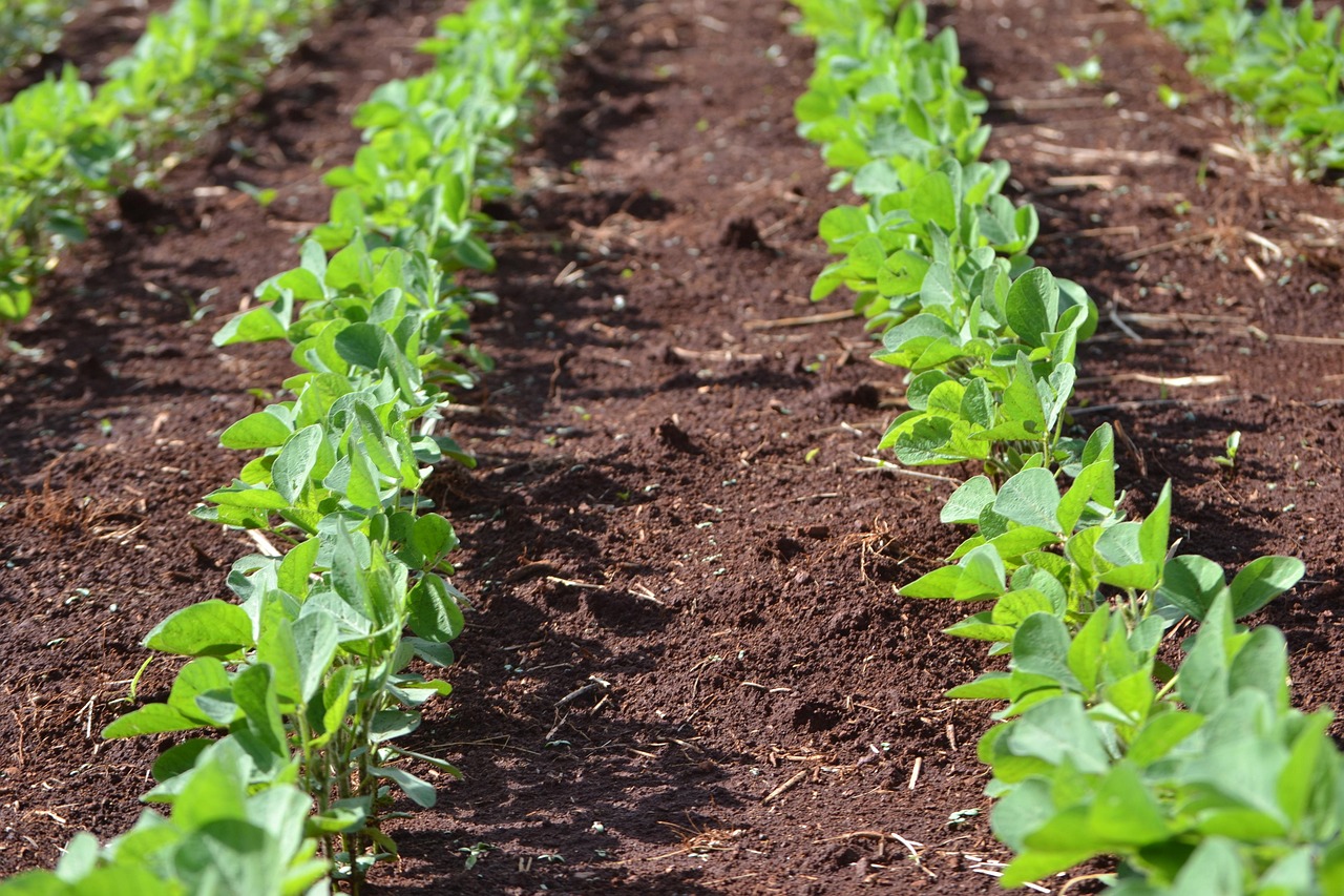 Brazil's Unexpected Progress (Image Credits: Pixabay)