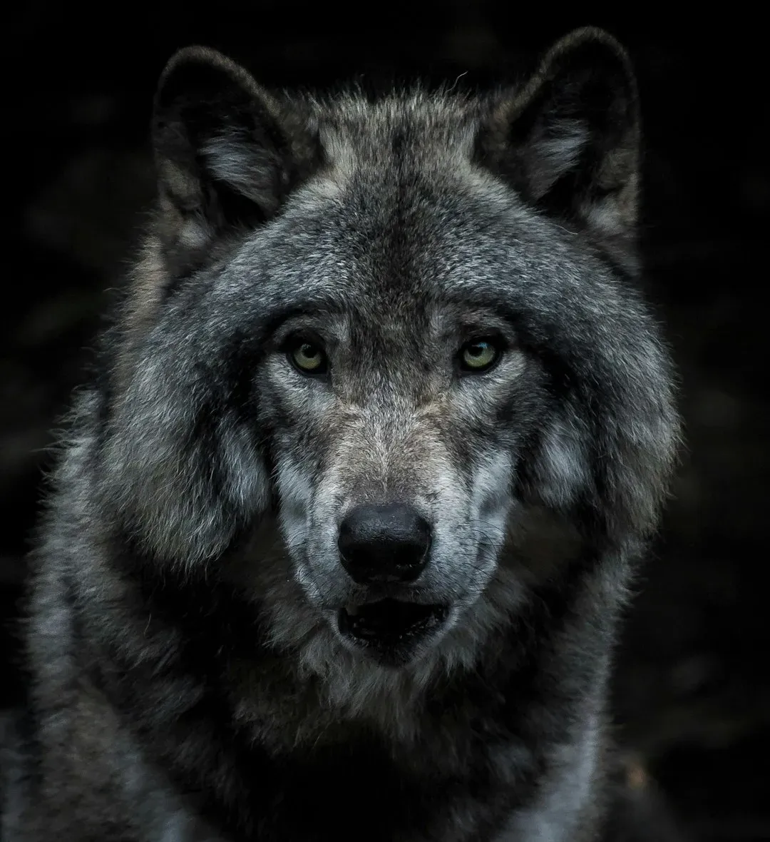 2. Wolves - The Fairy Tale Monsters That Fear Us More Than We Fear Them (Image Credits: Unsplash)