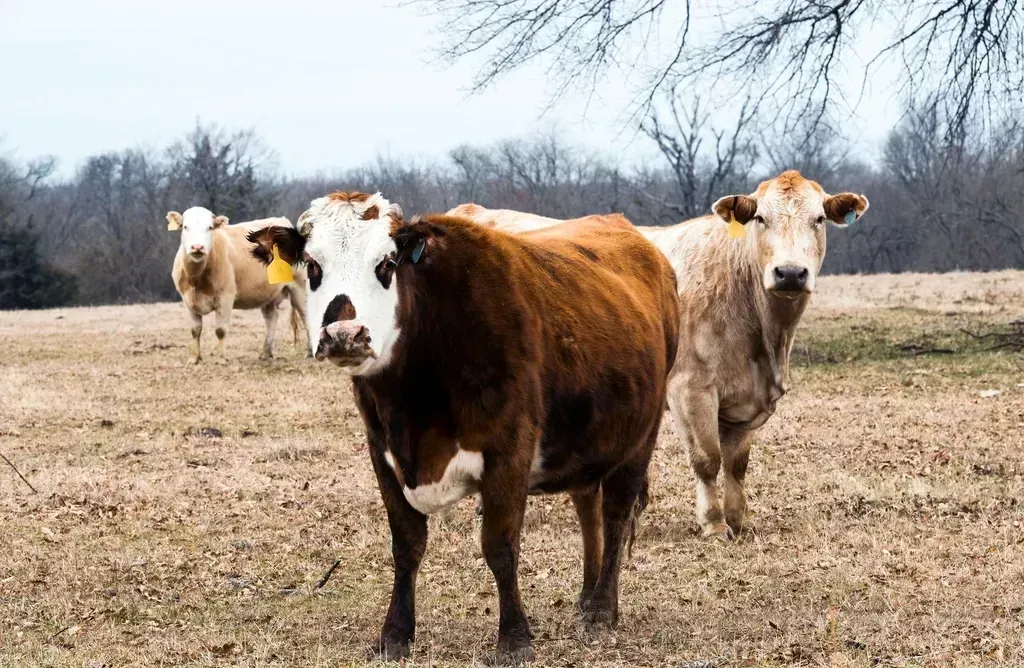 American Cattle Industry Faces Structural Challenges (Image Credits: Rawpixel)