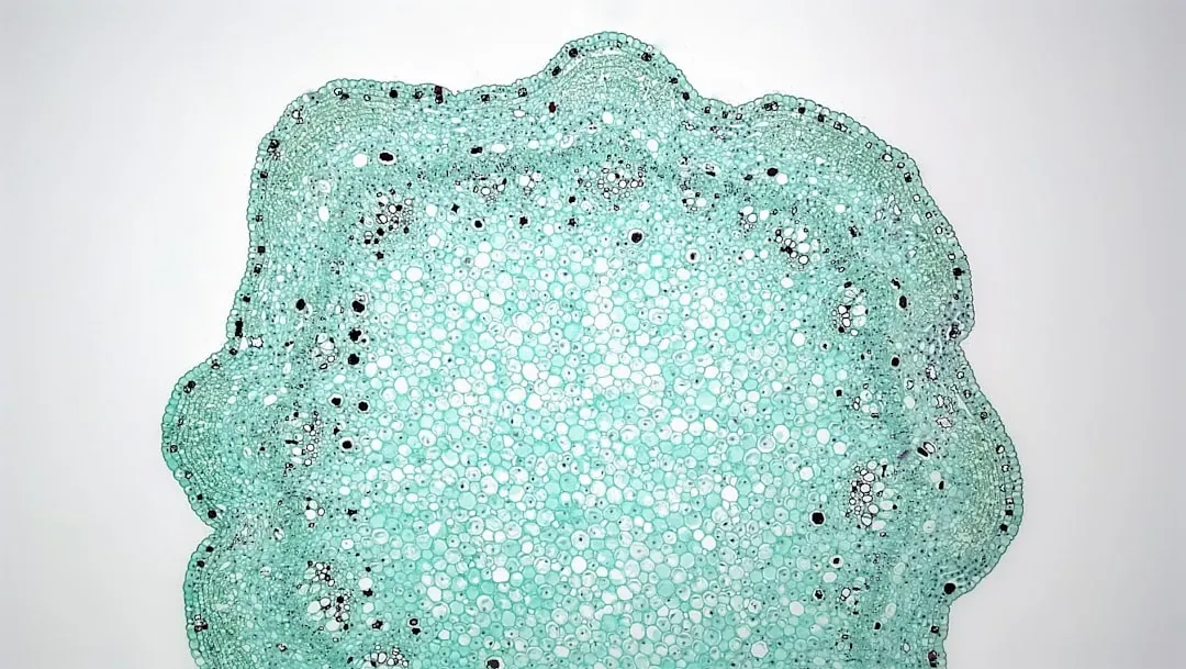Homemade slime (Image Credits: Unsplash)