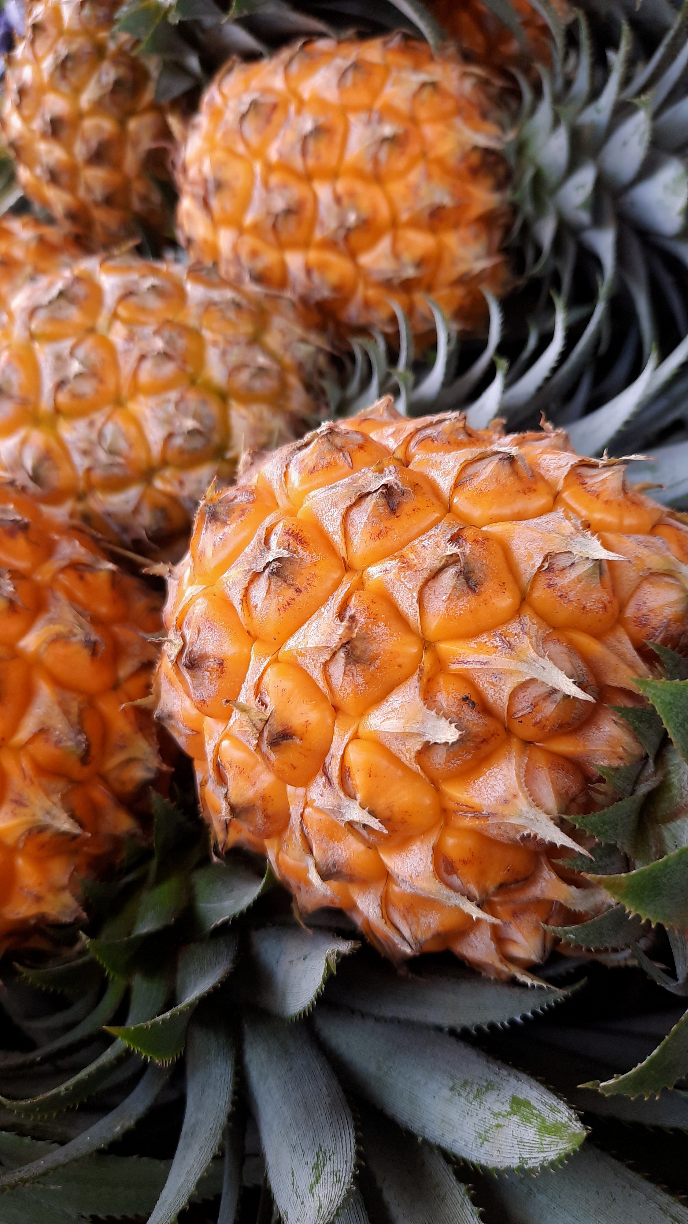 Pineapple - The Anti-Inflammatory Powerhouse (image credits: wikimedia)