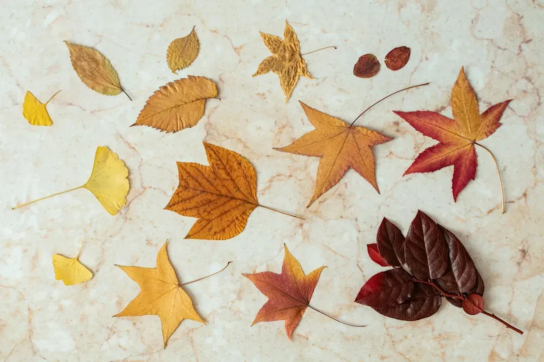 Rocks, Sticks, and Leaves From Outside (Image Credits: Unsplash)