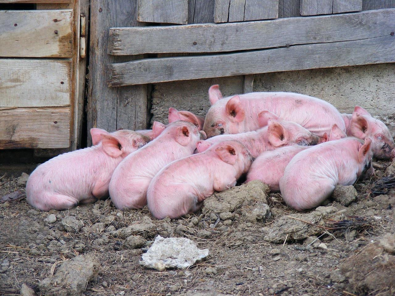 Ractopamine: The Growth Promoter in American Meat (Image Credits: Pixabay)