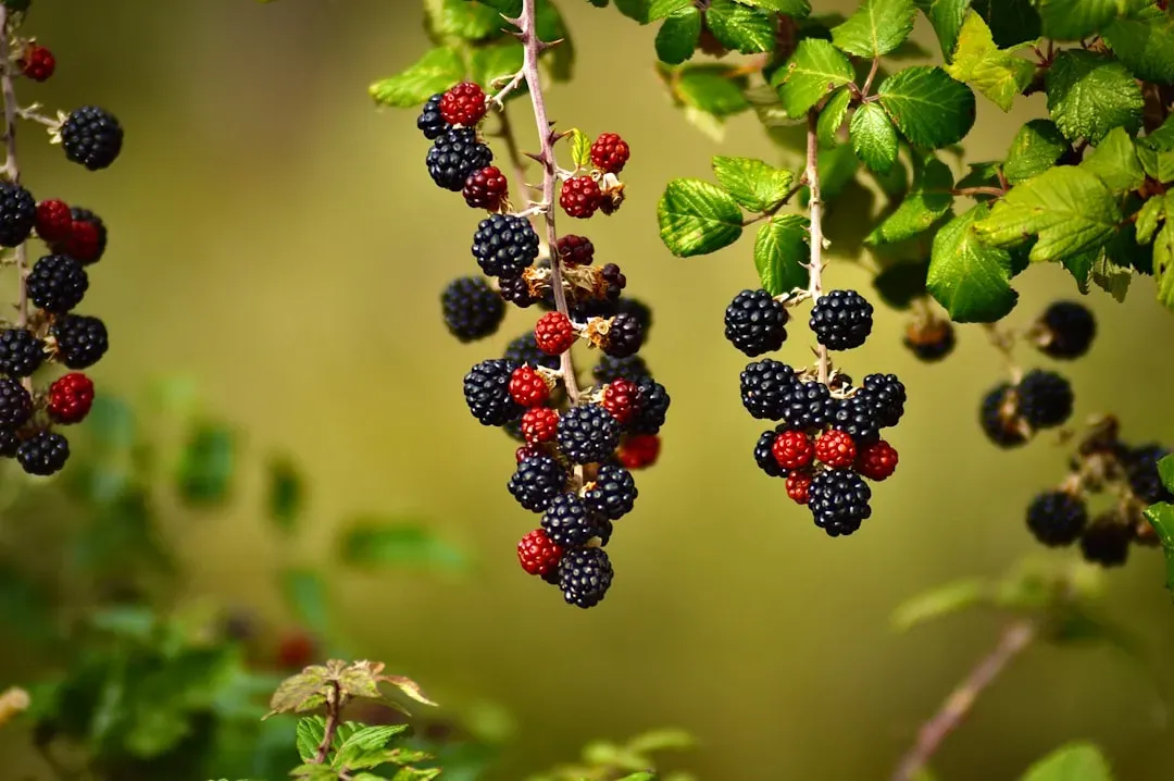 Berries Packed with Anthocyanins (Image Credits: Unsplash)