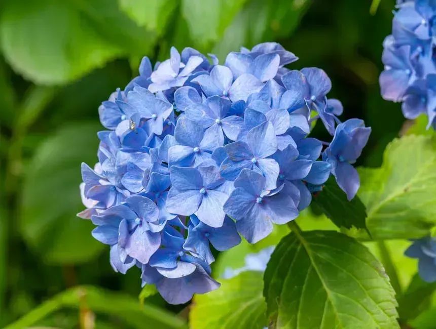 3. Bigleaf Hydrangeas (Image Credits: Pexels)