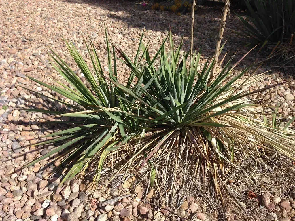 8. Yucca: The Desert Sentinel That Wants to Be Left Completely Alone (SocialAlex, Flickr, CC BY 2.0)