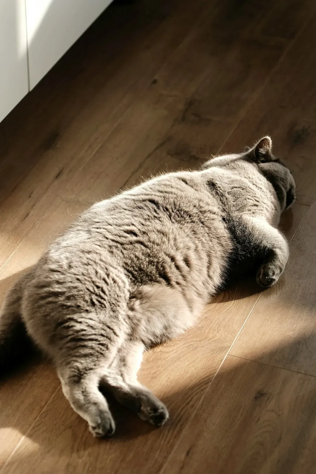 Overfeeding and Too Many “Winter Treats” (Image Credits: Unsplash)