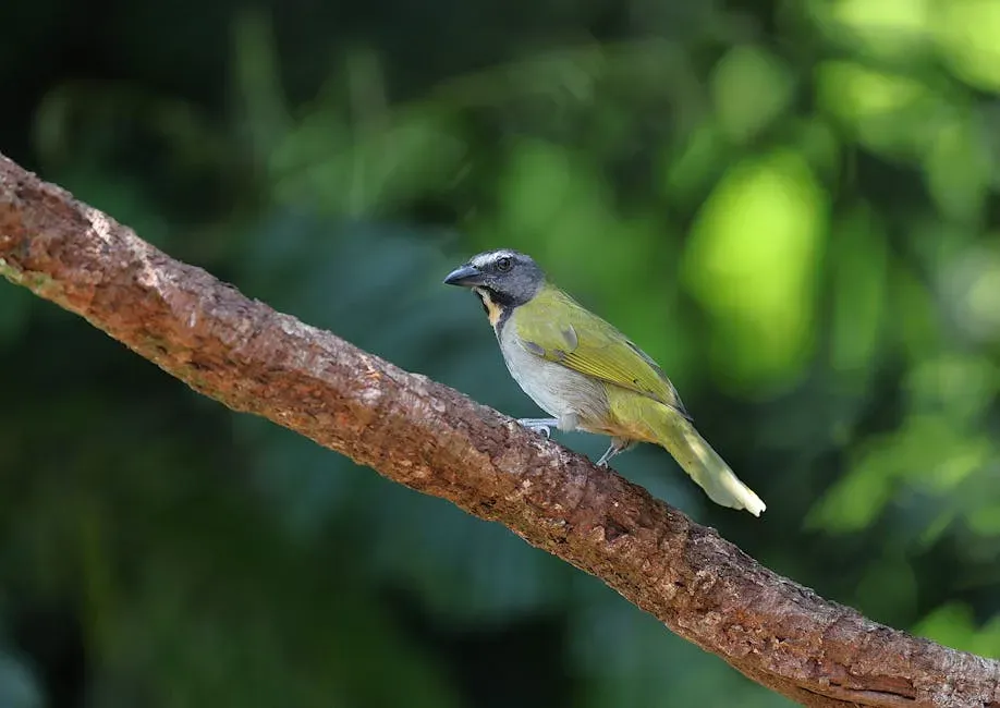 The Gentrification of "Pura Vida": What Locals Are Living Through (Image Credits: Pexels)