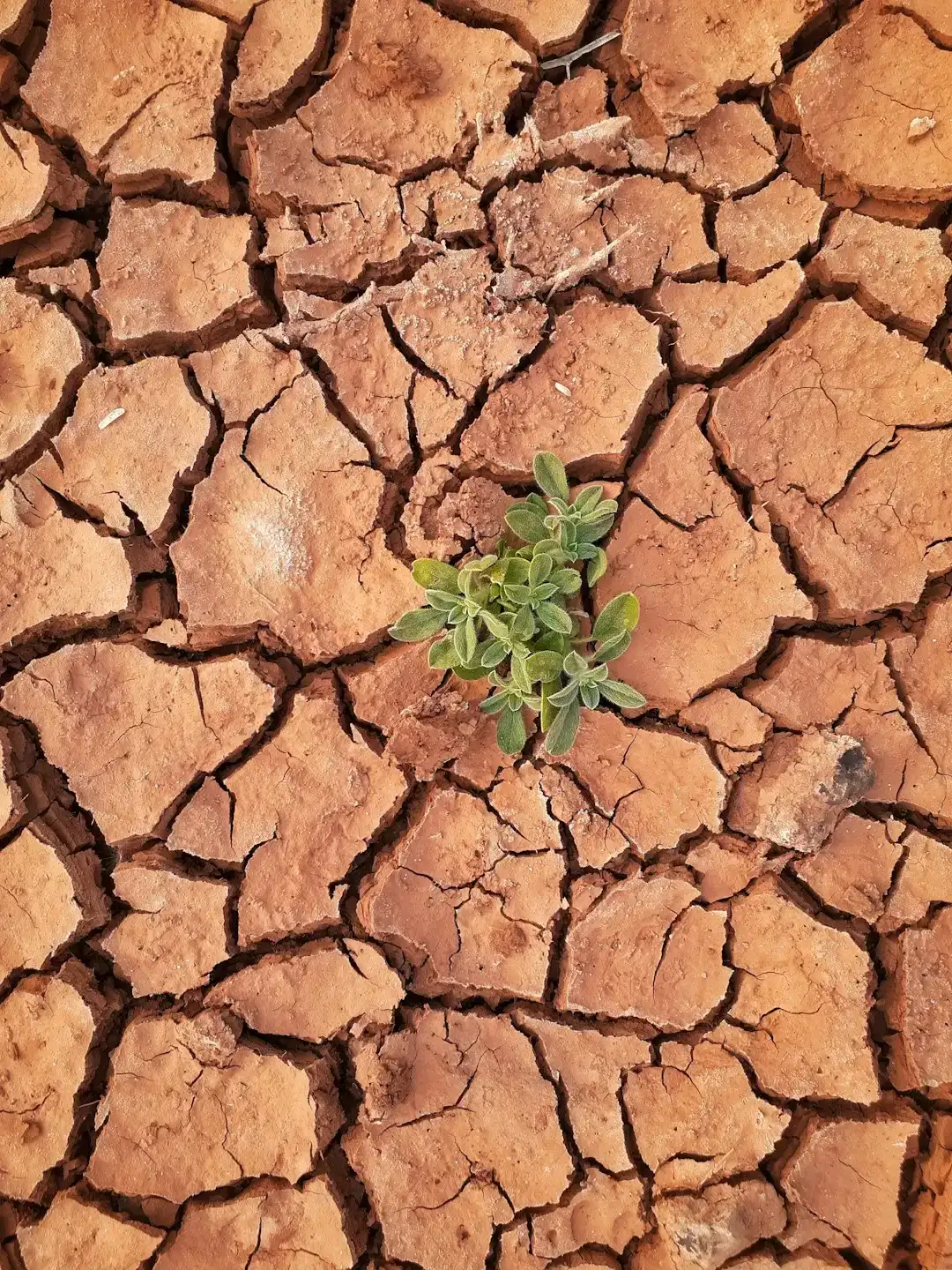 Soils, Water, and the Hidden Limits of Expansion (Image Credits: Unsplash)