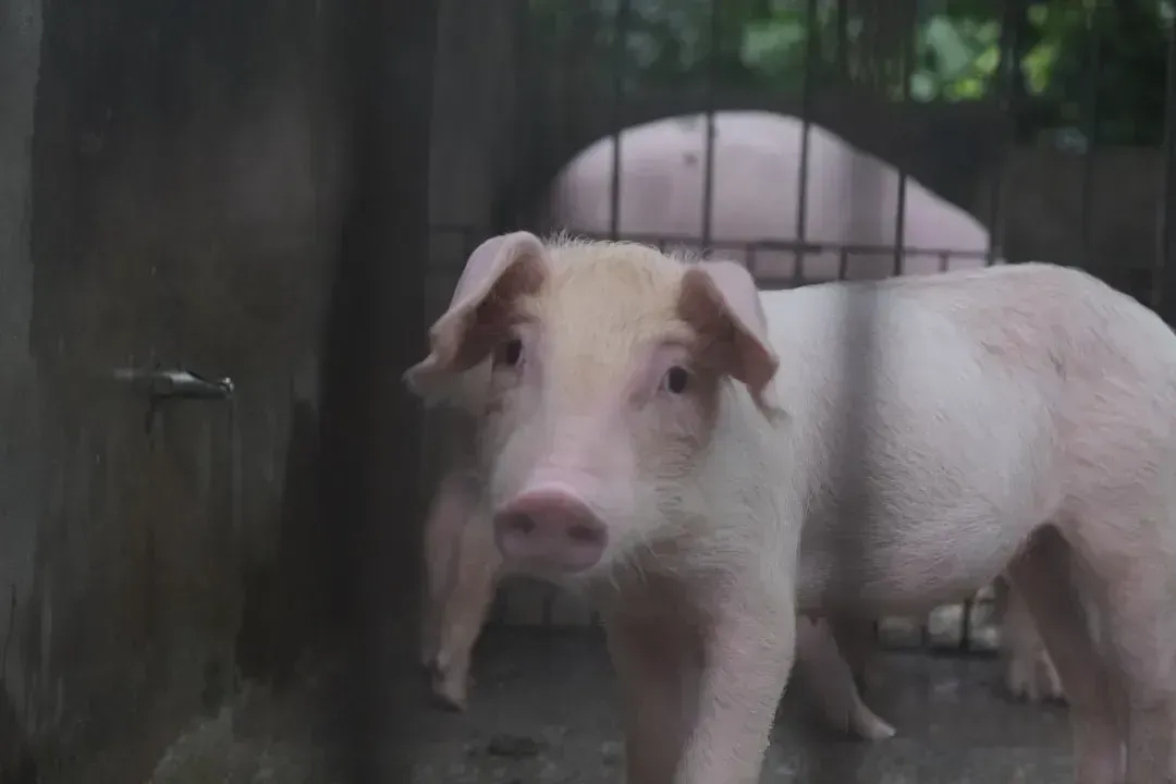 Pork Treated With Ractopamine (Image Credits: Unsplash)