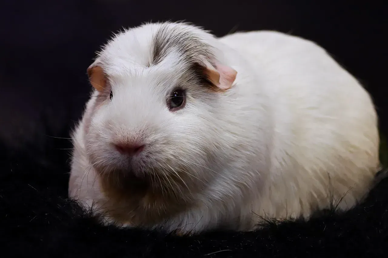 6. Guinea Pigs - Small, Social, and Gentle on the Body and Mind (Image Credits: Pixabay)
