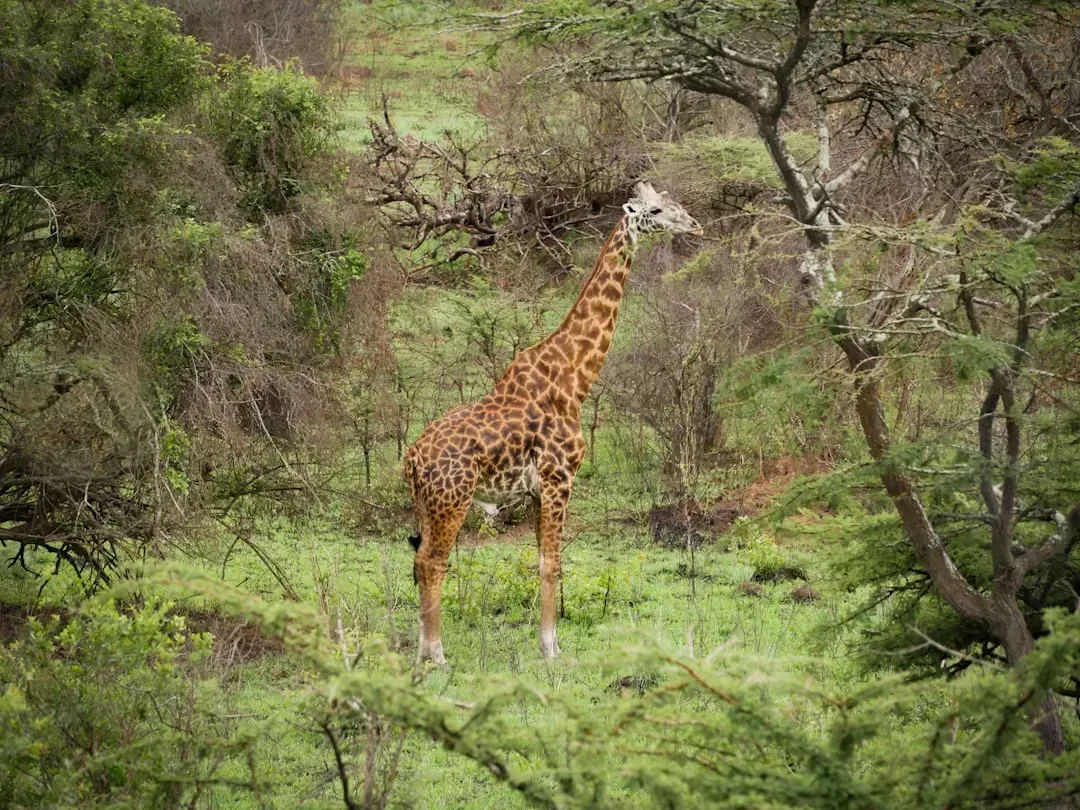 Rwanda: Africa’s High‑End Nature Hub in the Making (Image Credits: Unsplash)