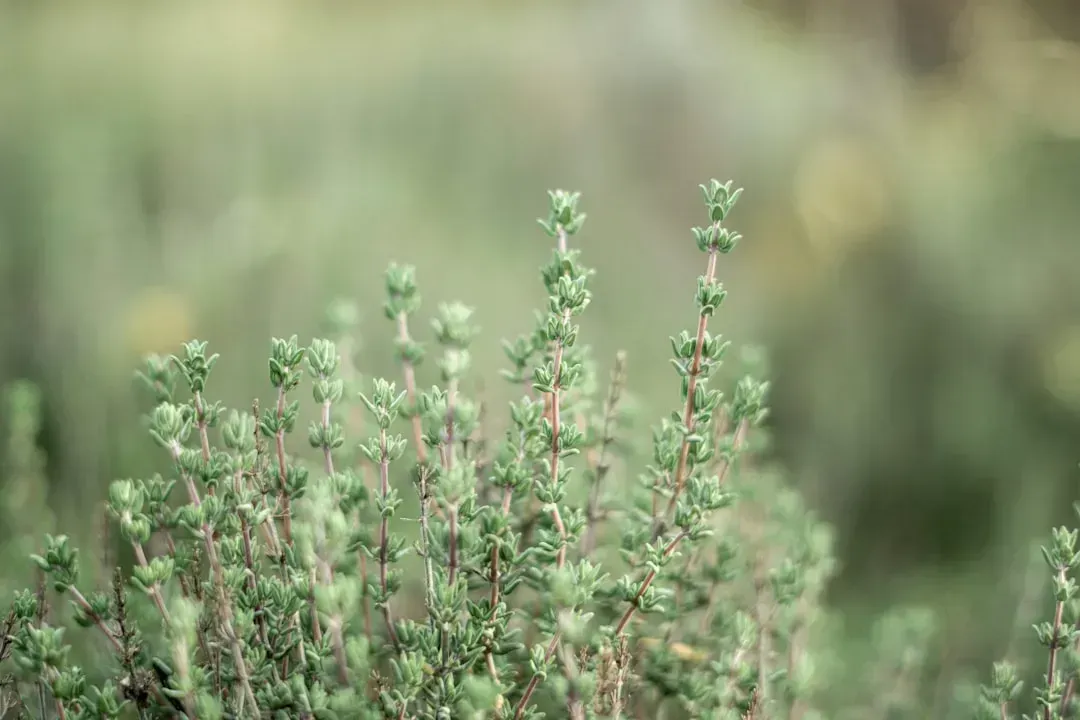 6. Lavender's Close Cousin: Thyme (Image Credits: Unsplash)