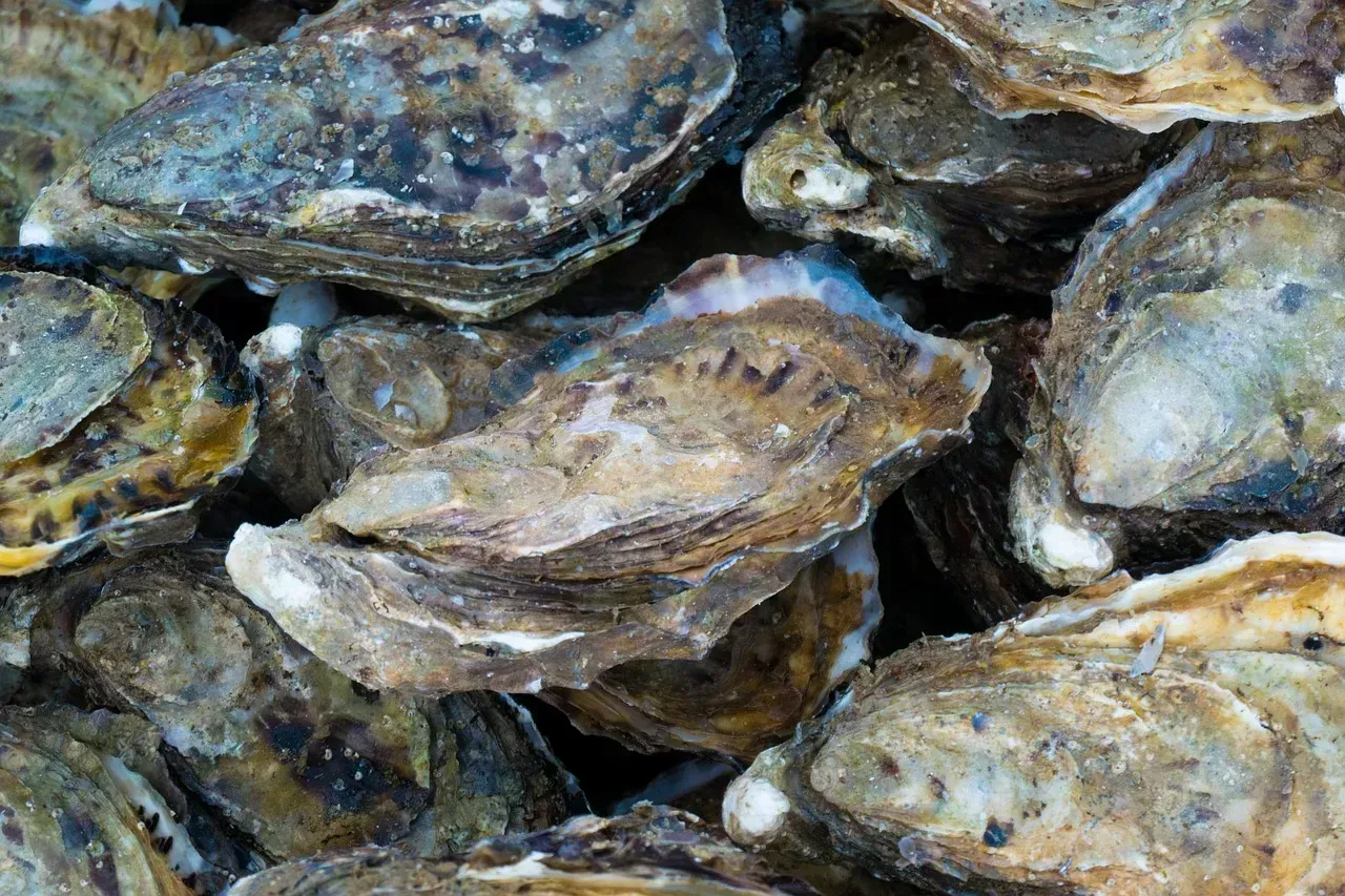 Oyster Stew (Image Credits: Pixabay)