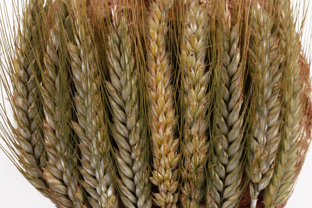Egypt's Consistent Wheat Import Dependence (Image Credits: Unsplash)